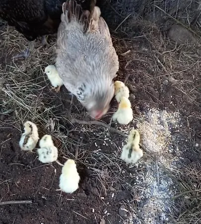 公寓 马尔吉内罗素酒店 夸尔图-圣埃莱娜