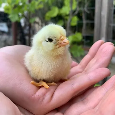 马尔吉内罗素酒店 公寓 夸尔图-圣埃莱娜