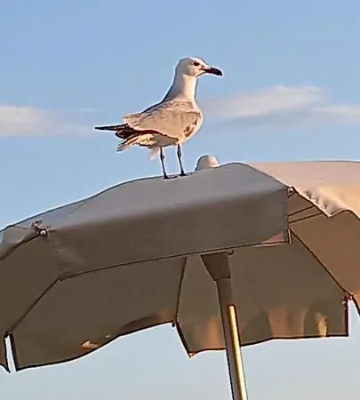 马尔吉内罗素酒店 * 夸尔图-圣埃莱娜