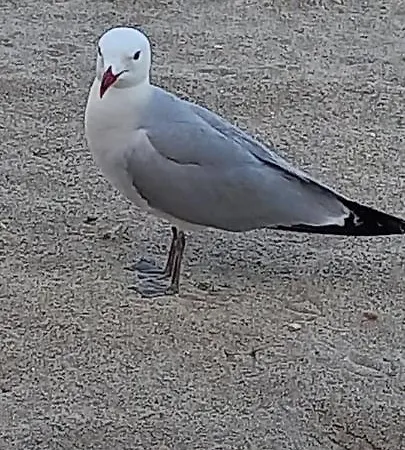 公寓 马尔吉内罗素酒店 夸尔图-圣埃莱娜